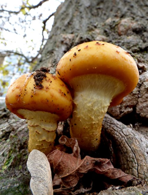 Young caps emerging from a cavity on box elder complete with a full veil in Basildon, Essex